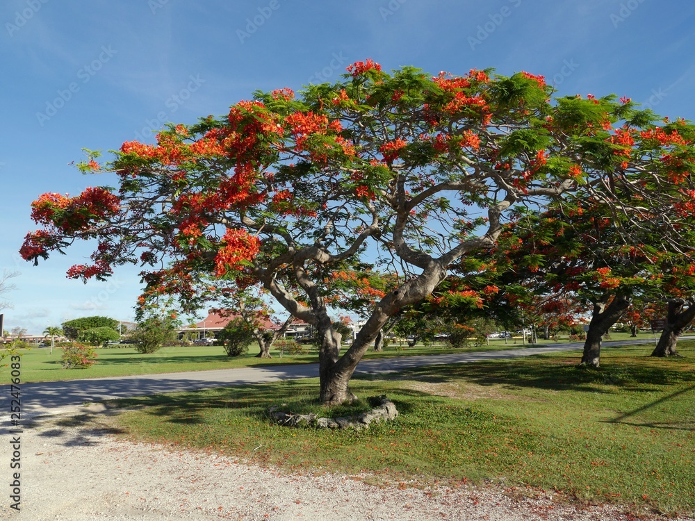 Naklejka premium Flame tree with full blooming flowers by the roadside