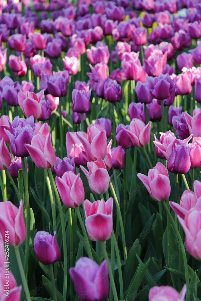 field of blooming tulips