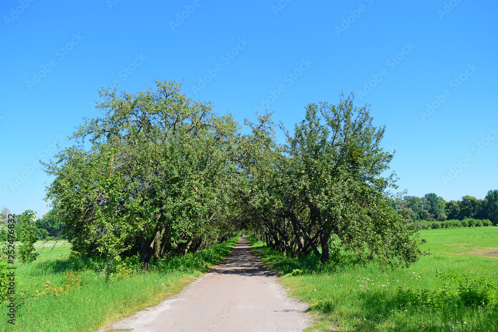 Gray road to the tunnel green with Apple trees.