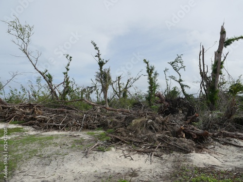 Beachside scene aftermath of typhoon soudelor in Saipan, Northern Mariana Islands with the trees stripped and uprooted