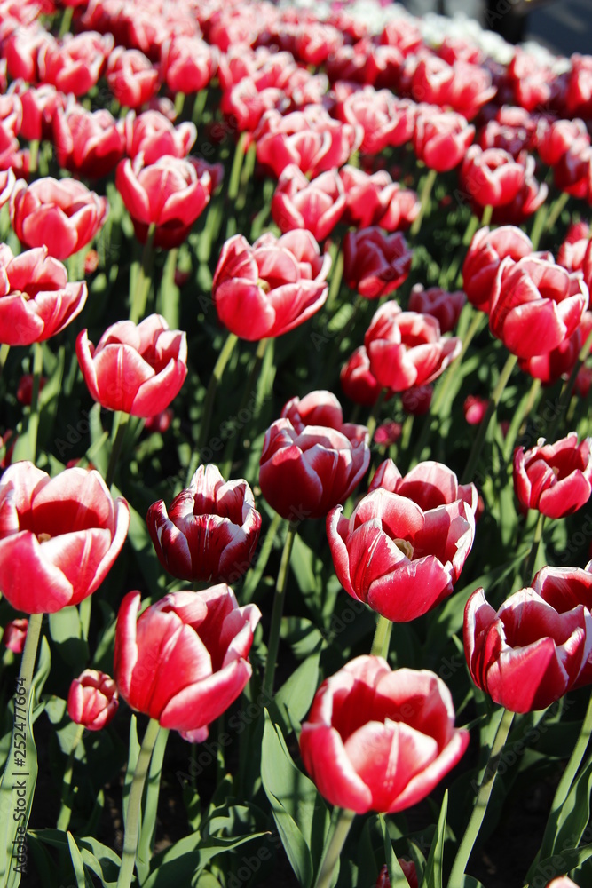 field of blooming tulips