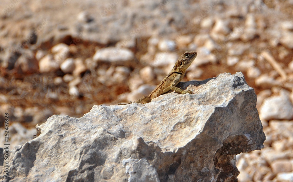 Lizard on the stone Lizard on the stone