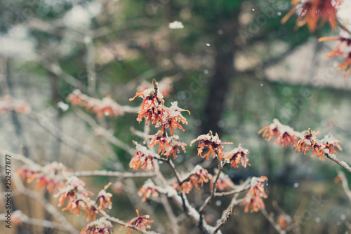 Witchhazel flower in the snow © Amy Buxton