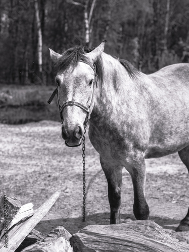 Black and white photo of a portrait of a horse. Farmer temma. American mustang. Stock background, photo