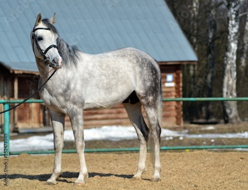 Grey Arab stallion in the paddock © Дина Попова