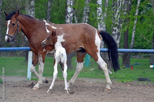 mare and foal in field © Дина Попова