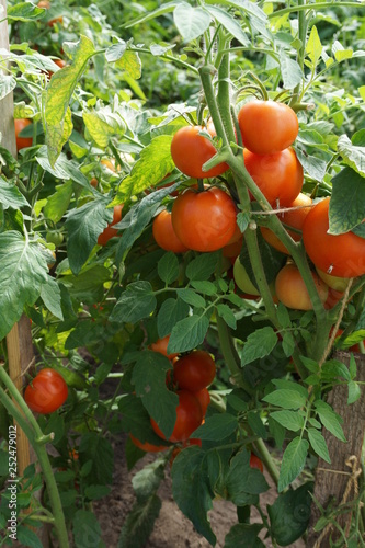 tomatoes on the vine