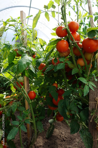 tomatoes on vine
