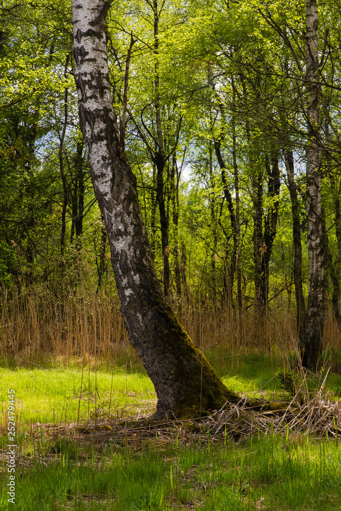 Fototapeta premium Riedlandschaft im Osterried bei Laupheim in Oberschwaben