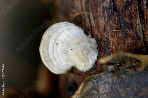 Polyporaceae