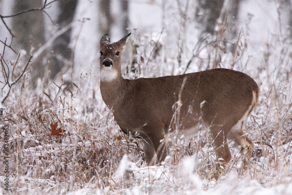 Doe Winter Doe Winter