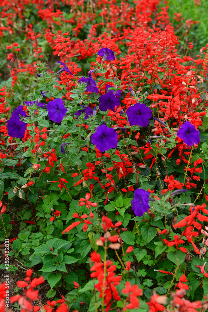 Flowerbed with Salvia splendens (Scarlet sage) and multicoloured petunias