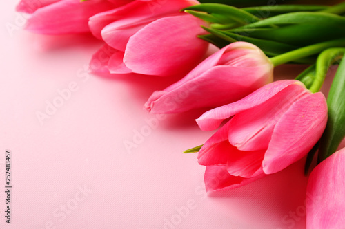 Fototapeta Naklejka Na Ścianę i Meble -  Fresh flower composition, bouquet of bi color pink tulips, isolated pastel color background. International Women's day, mother's day greeting concept. Copy space, close up, top view, flat lay.