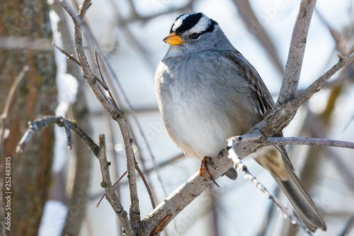 White-crowned Sparrow perched on a twig