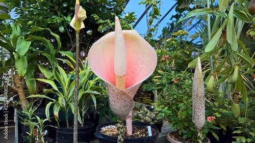 фотографія Corpse Flower (Amorphophallus bulbifer)