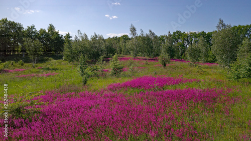 Blooming Sally is blooming in the meadow