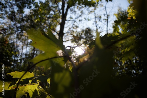 autumn leaves on blue background