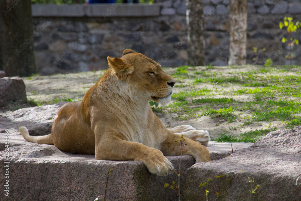 Lioness resting lying on a rock Lioness resting lying on a rock