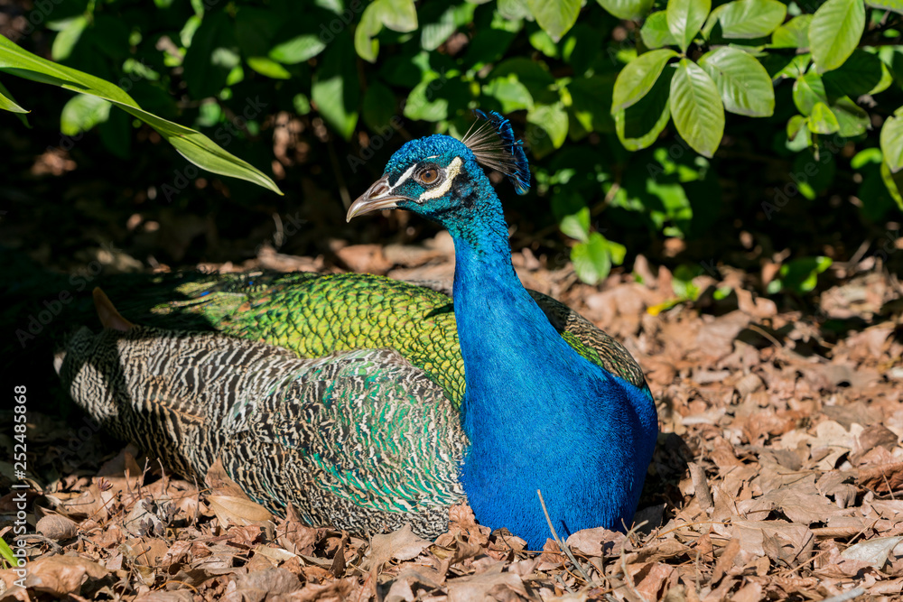 Obraz premium Peacock sitting in the forest