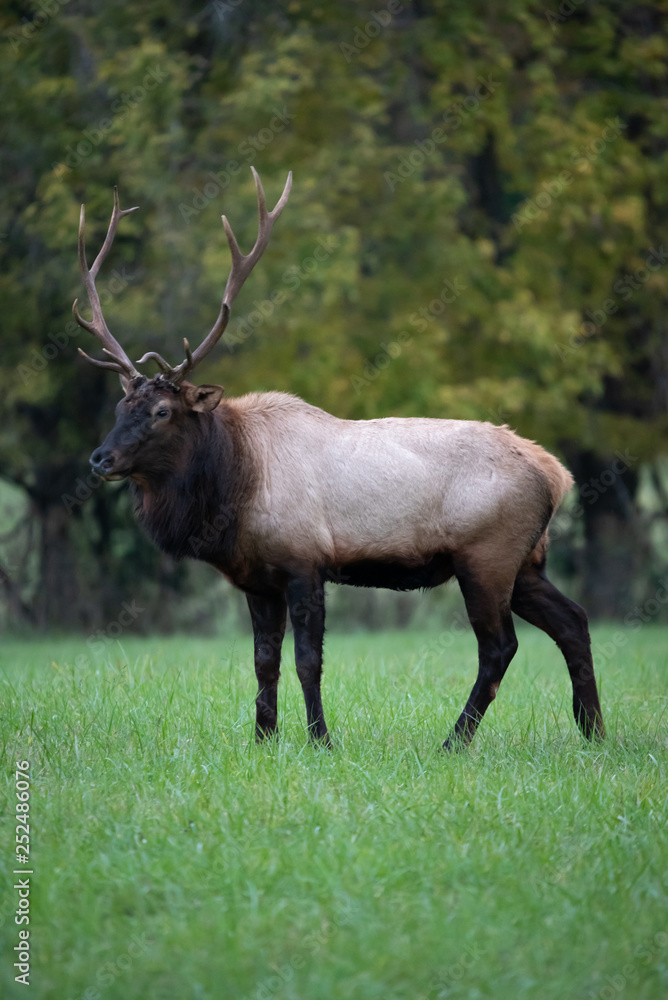 A Buffalo Elk 3