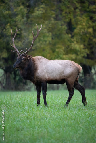 A Buffalo Elk 3 © Roman