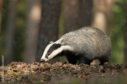 Wild Badger, Meles meles, animal in wood. European badger, autumn pine green forest.