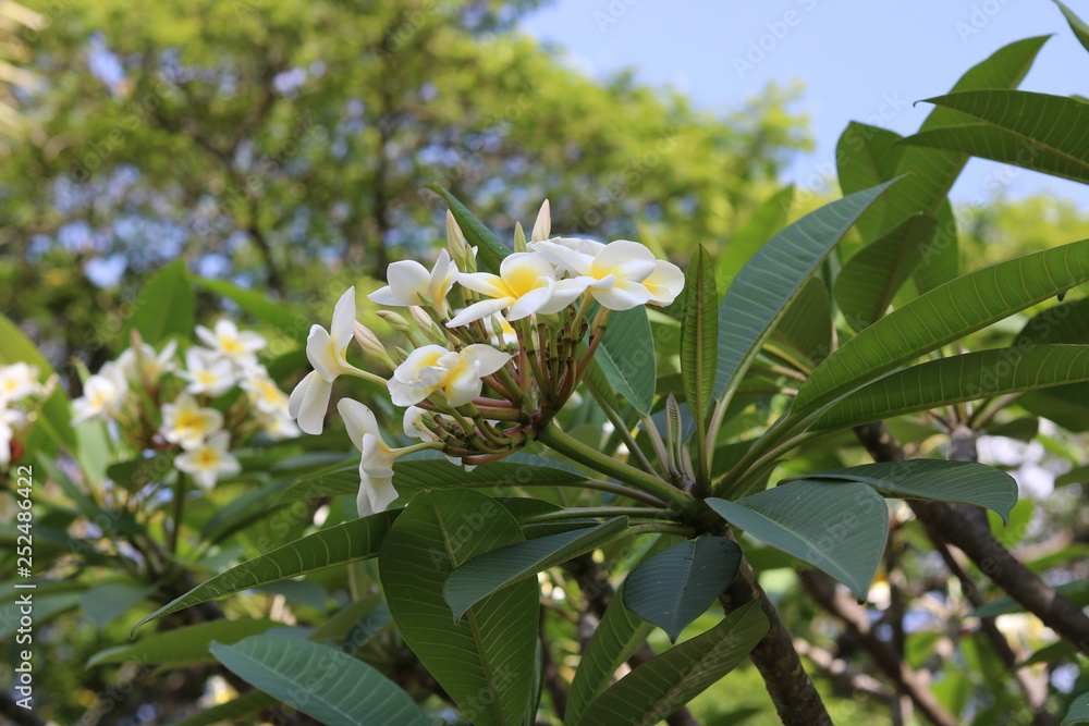 Obraz premium Flowers
