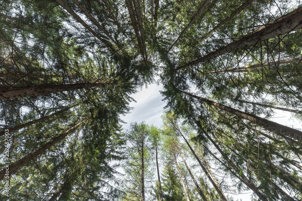 inside a typical forest of the Italian Alps upside down inside a typical forest of the Italian Alps upside down