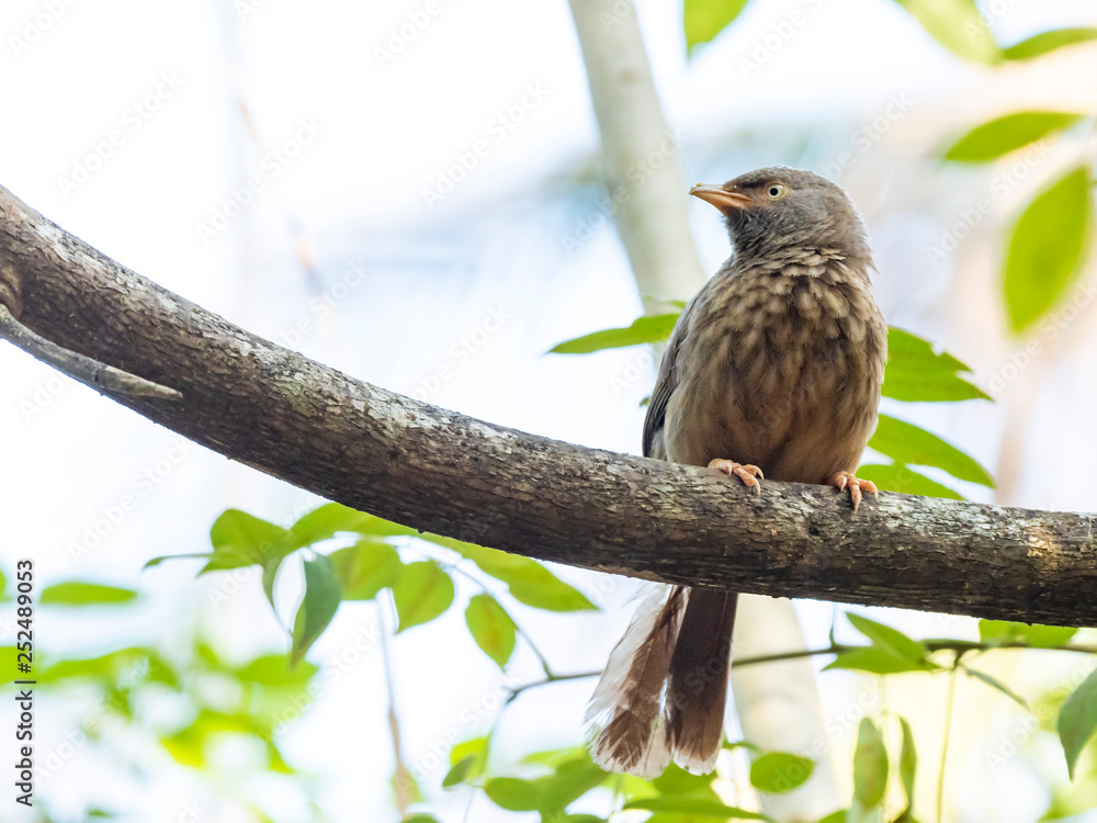 Jungle Babbler (Turdoides striata) race 