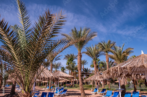 blue sky on the background of palm trees and parasols. advertising space