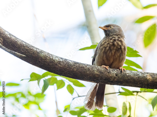 Jungle Babbler (Turdoides striata) race "malabarica". Thattekkad, Kerala, India