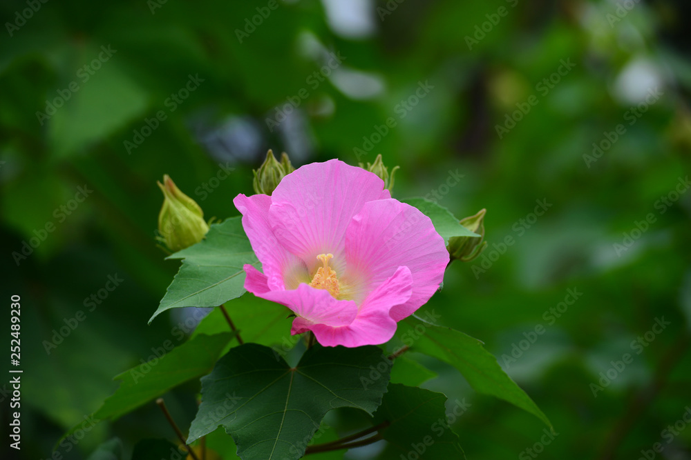 Blooming Hibiscus syriacus