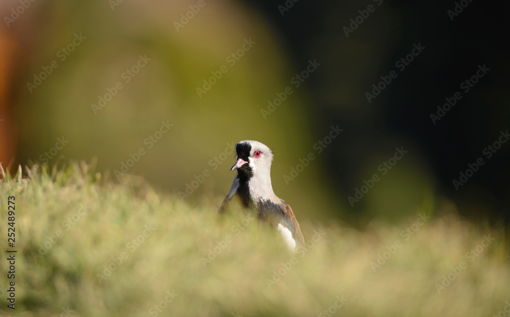 Southern Lapwing on the Grass. Tero. Southern Lapwing on the Grass. Tero.