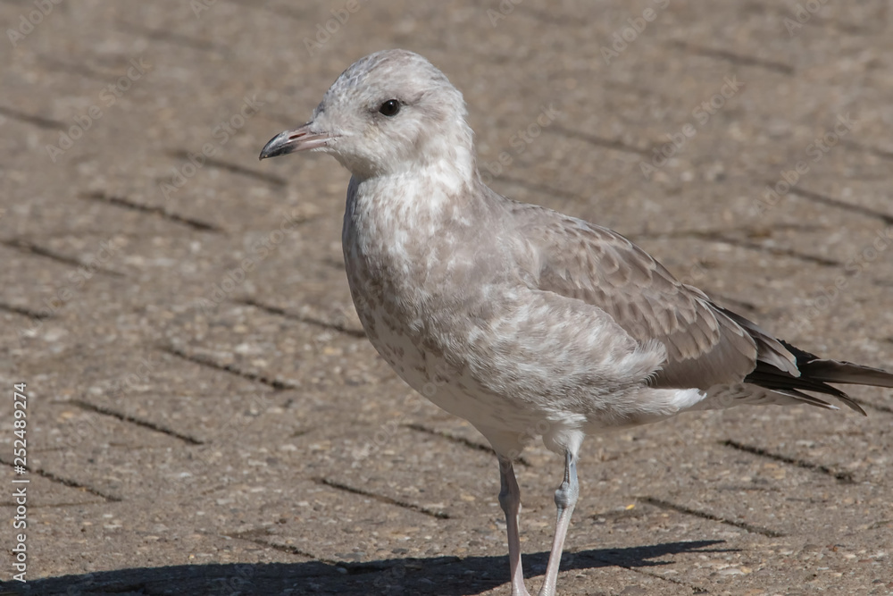 Obraz premium dove - Taube