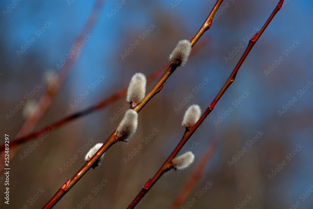 fluffy willow catkins in march in front of azure and blue background, some softly sallows on branches in early spring fluffy willow catkins in march in front of azure and blue background, some softly sallows on branches in early spring
