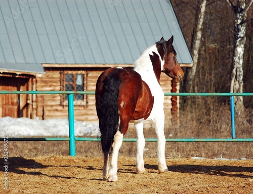 Horse in the spring sun