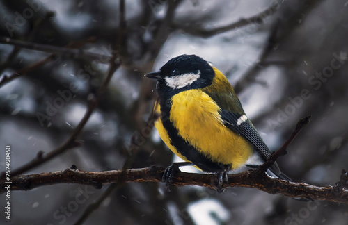 Yellow tit on winter background. Close-up. Unrecognizable place. Selective focus