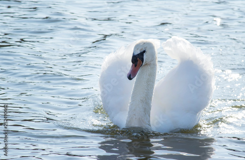 White swan spreads wings against the shiny brilliant lake. Close-up. Unrecognizable place. Selective focus