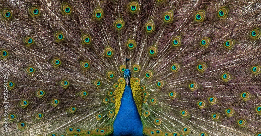 Fototapeta premium paw z rozłożonym ogonem