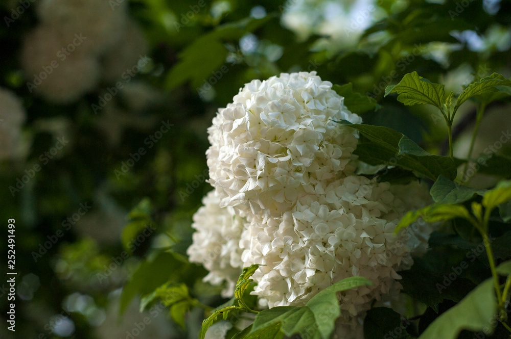 Chinese snowball viburnum flower heads are snowy. Blooming of beautiful white flowers in the summer garden. Delicate caves of white flowers on the branches. Chinese snowball viburnum flower heads are snowy. Blooming of beautiful white flowers in the summer garden. Delicate caves of white flowers on the branches.