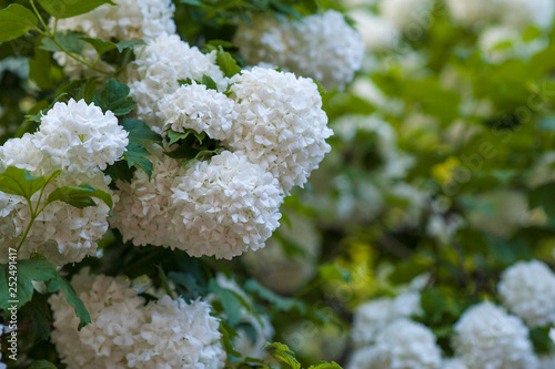 Chinese snowball viburnum flower heads are snowy. Blooming of beautiful white flowers in the summer garden. Delicate caves of white flowers on the branches.