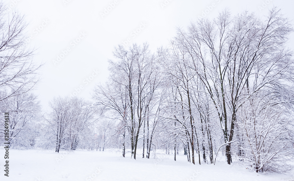 Frozen trees in the park or forest with snow and ice hoarfrost on the cold misty winter day in nature sundown Frozen trees in the park or forest with snow and ice hoarfrost on the cold misty winter day in nature sundown