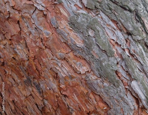 pine bark on a tree in the forest