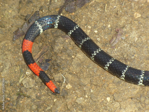 Serpent tail