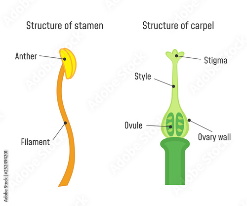Structure of Stamen and Carpel