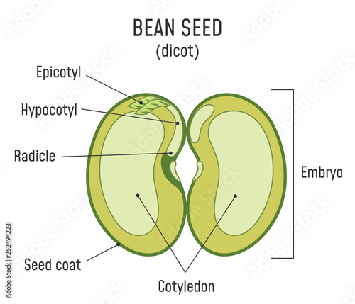 Bean Seed Structure Dicot photo