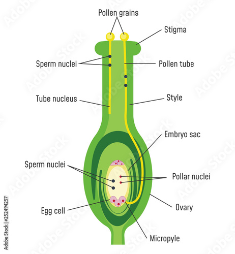 Pollen Germination on Stigma