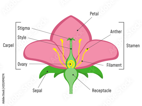 Stampa su tela Flower Parts Diagram.