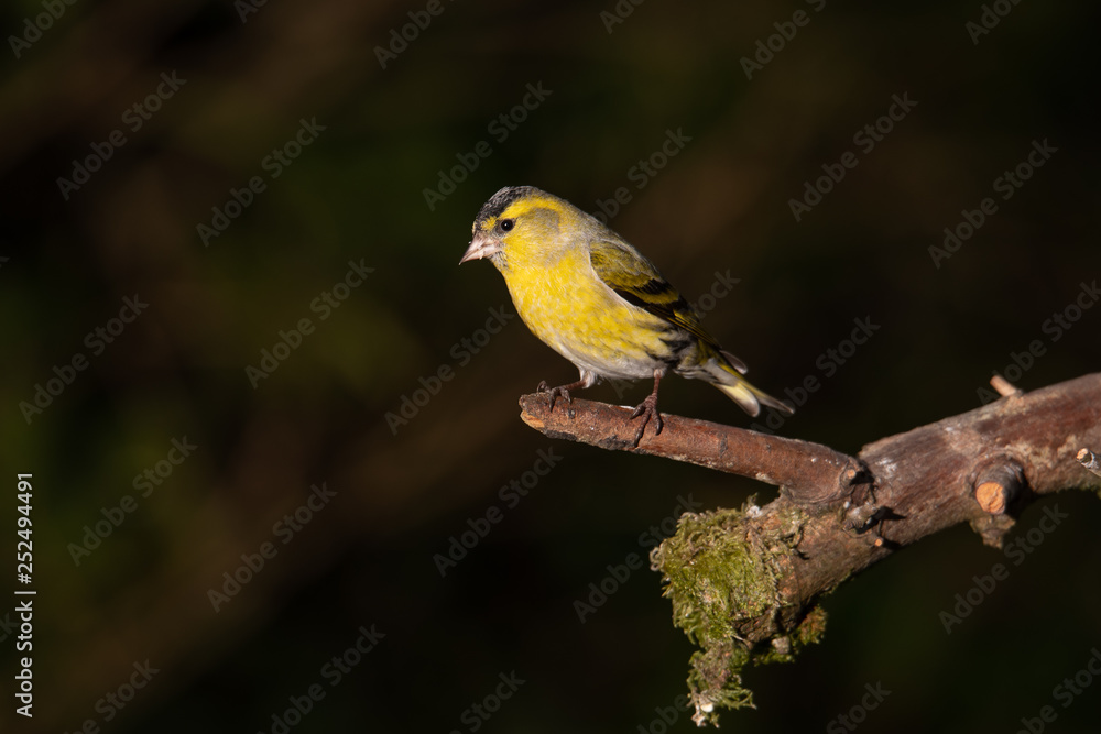 Siskin Siskin