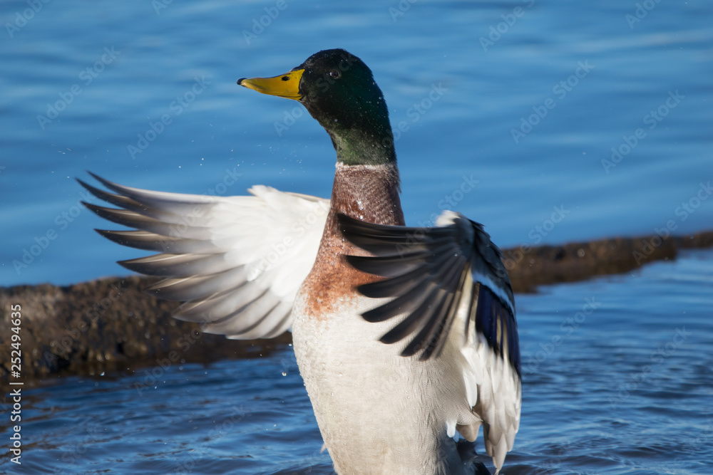 Fototapeta premium Mallard Drying